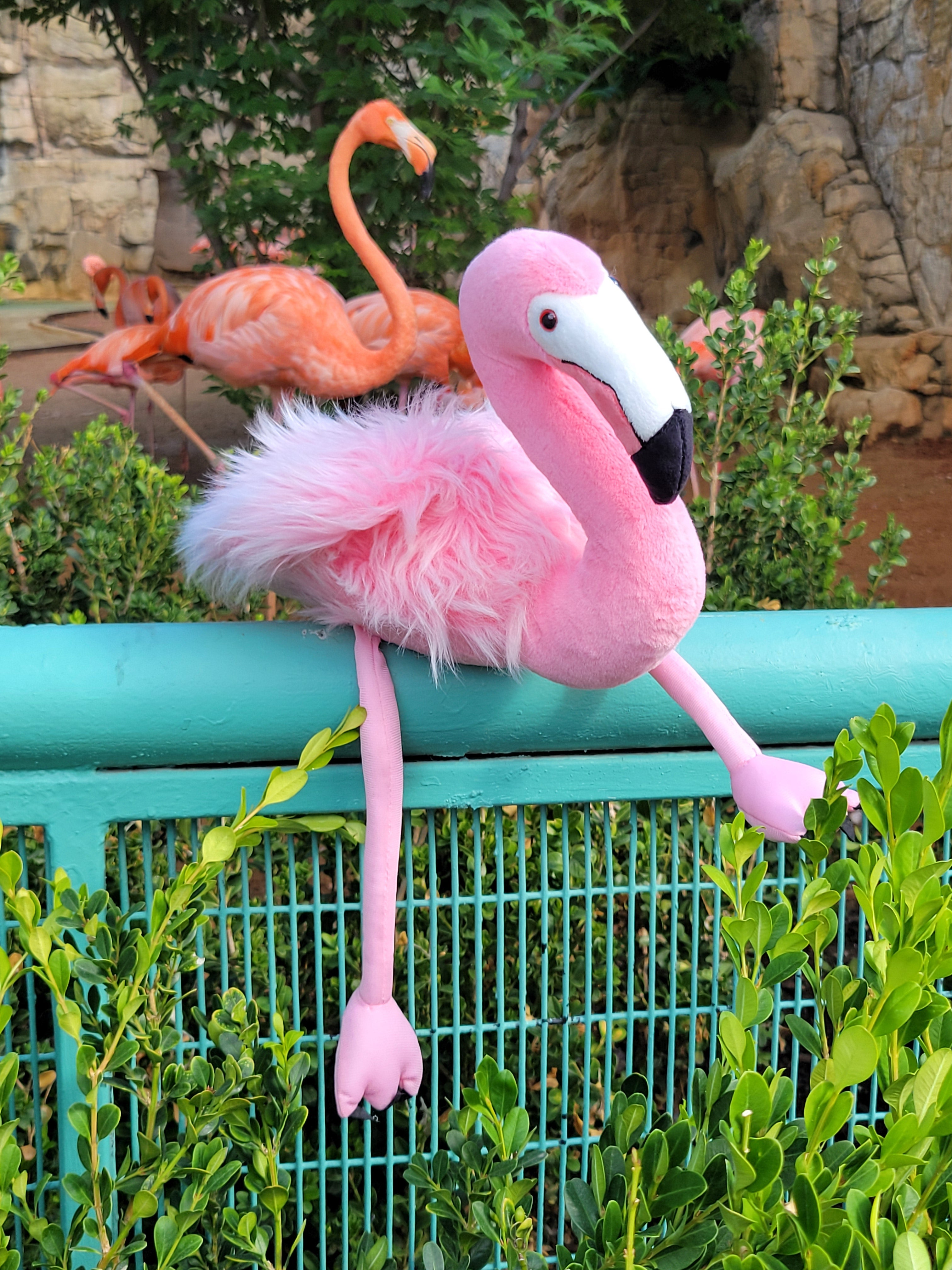 Flamingo Plush | San Antonio Zoo